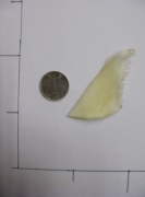 Hong Kong shark fin seizures