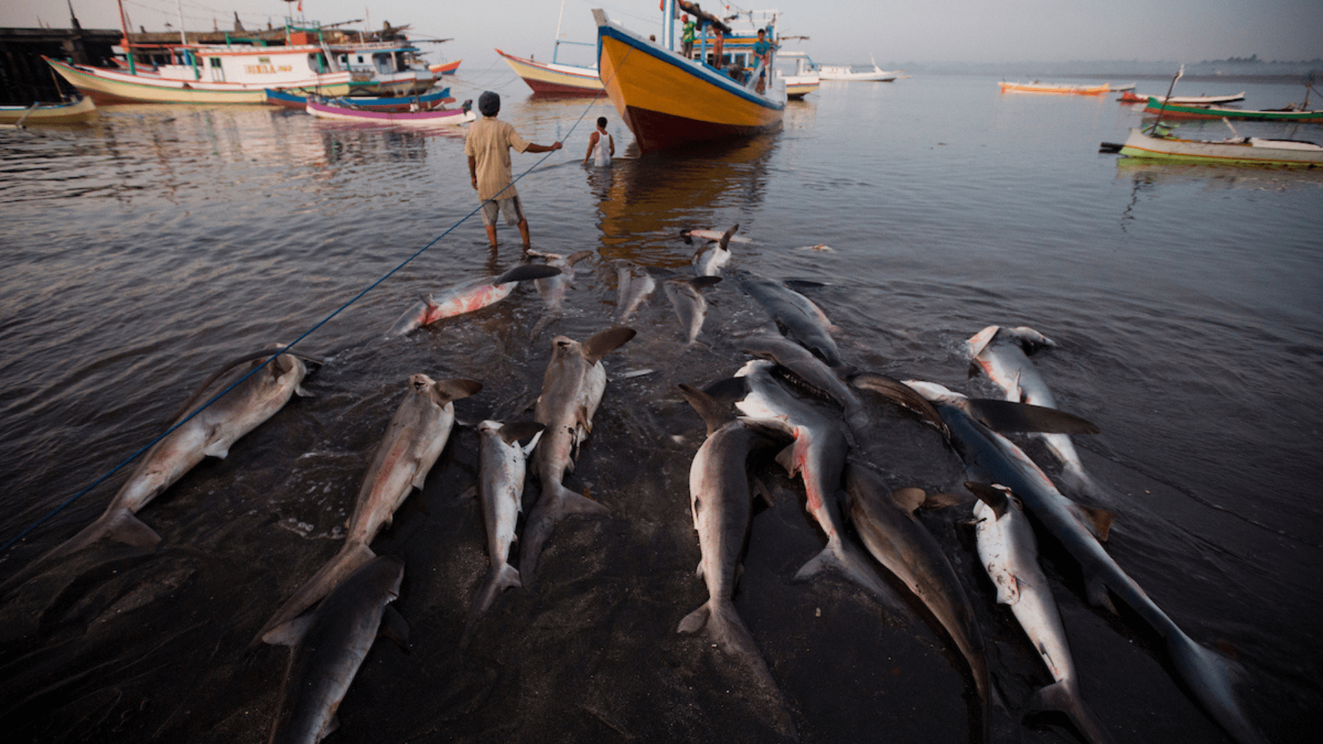 Humans kill an estimated 100 million sharks annually, bringing certain species to the brink of extinction. Photo credit: Paul Hilton, Earth Tree Images