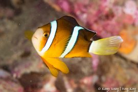 Hong Kong Reef Fish Survey