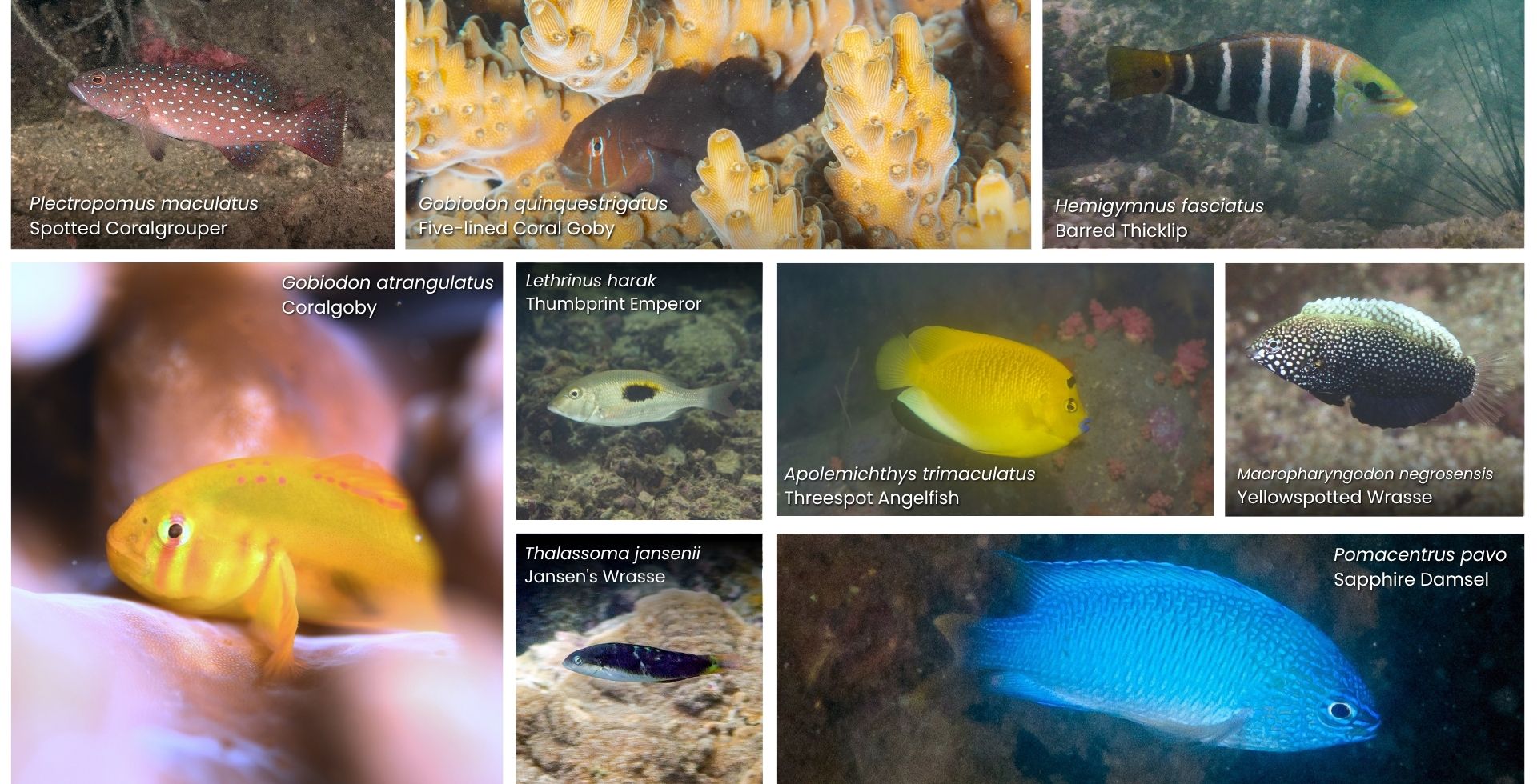 Nine types of fish that were never recorded in Hong Kong before. Photos by volunteer divers of the survey.